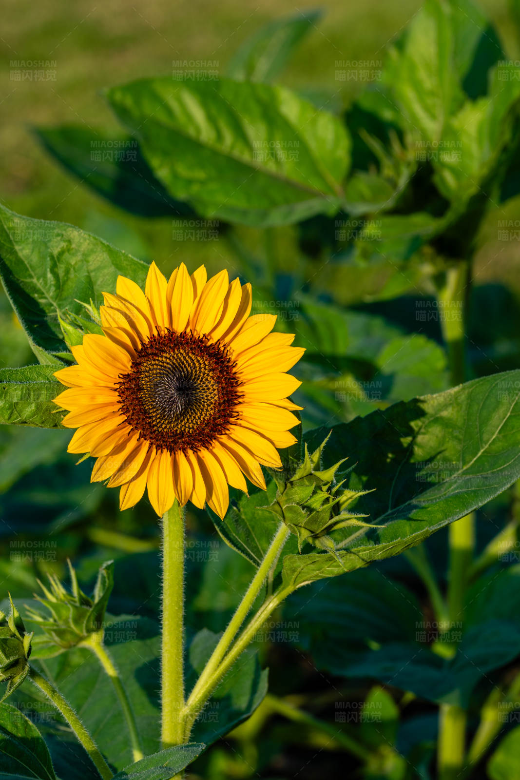 向日葵的夏日绽放图片