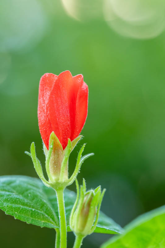 红花含苞待放图片