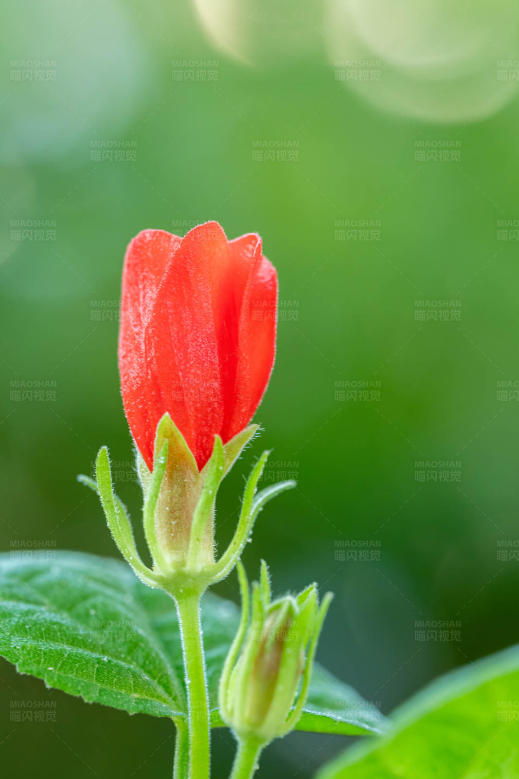 红花含苞待放图片