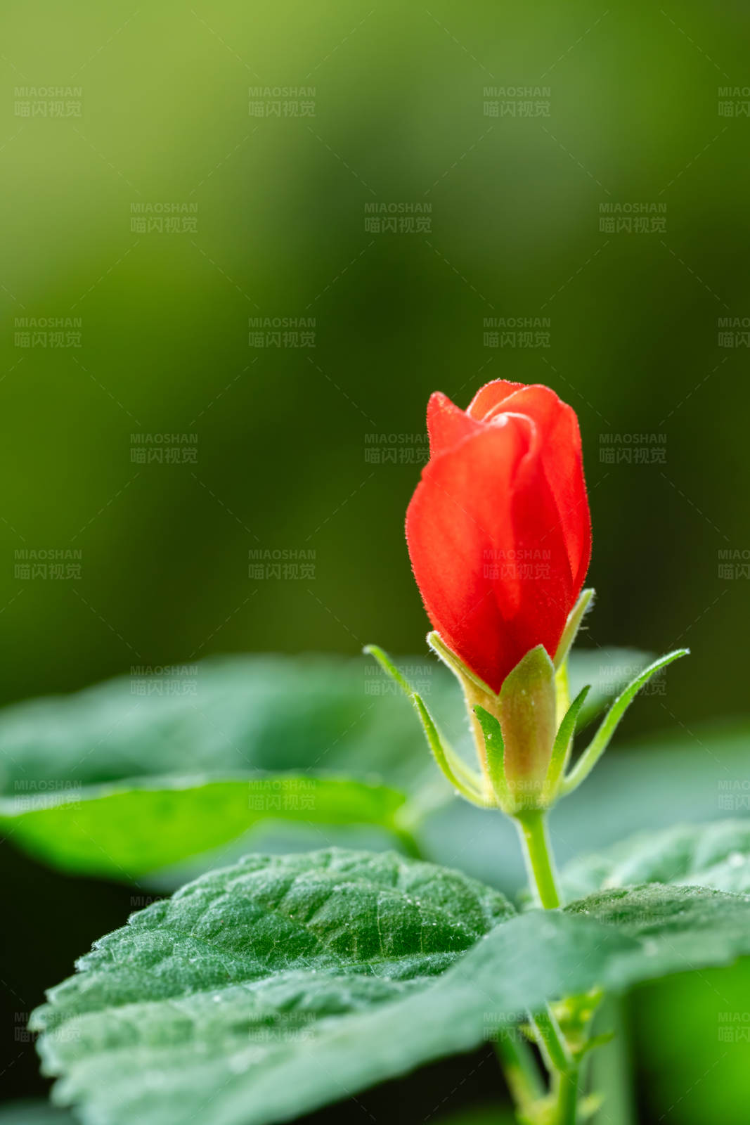 红花含苞待放图片