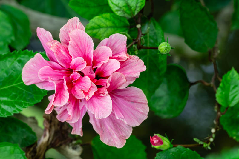 粉色花朵绽放图片