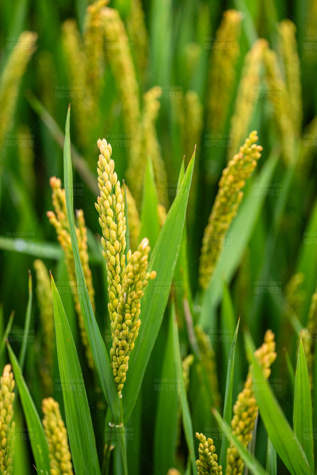 稻谷丰收景象图片