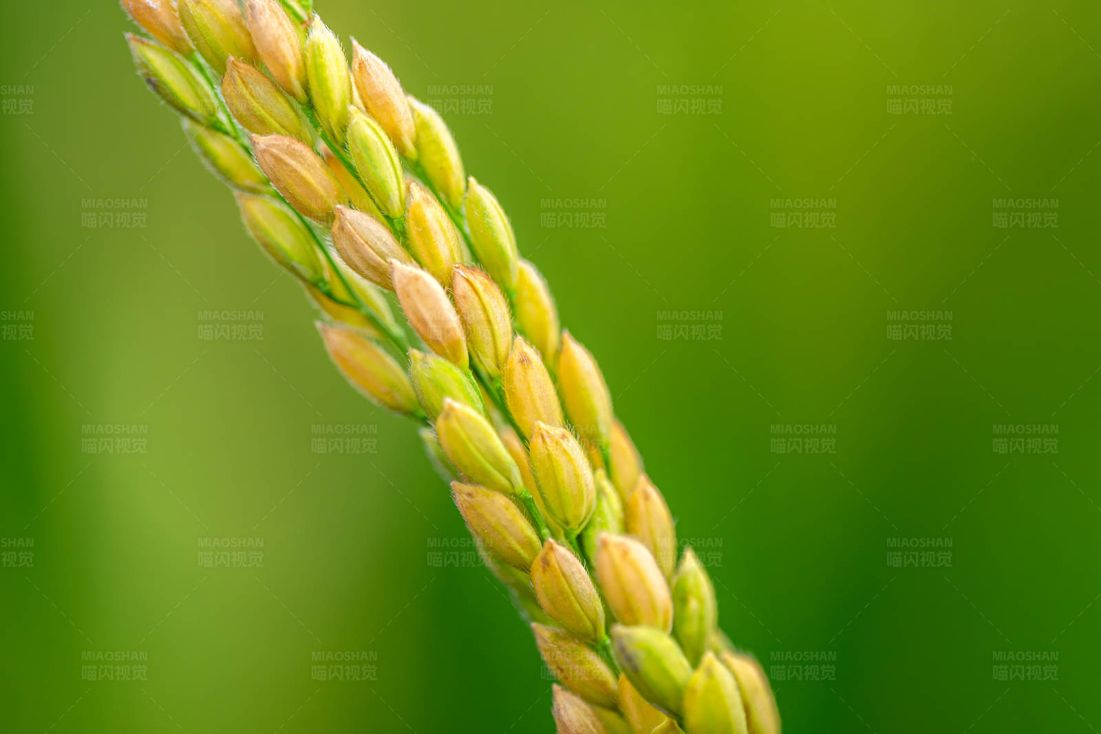 稻穗特写图片