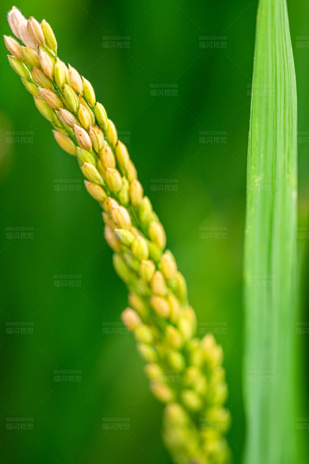 稻穗特写图片