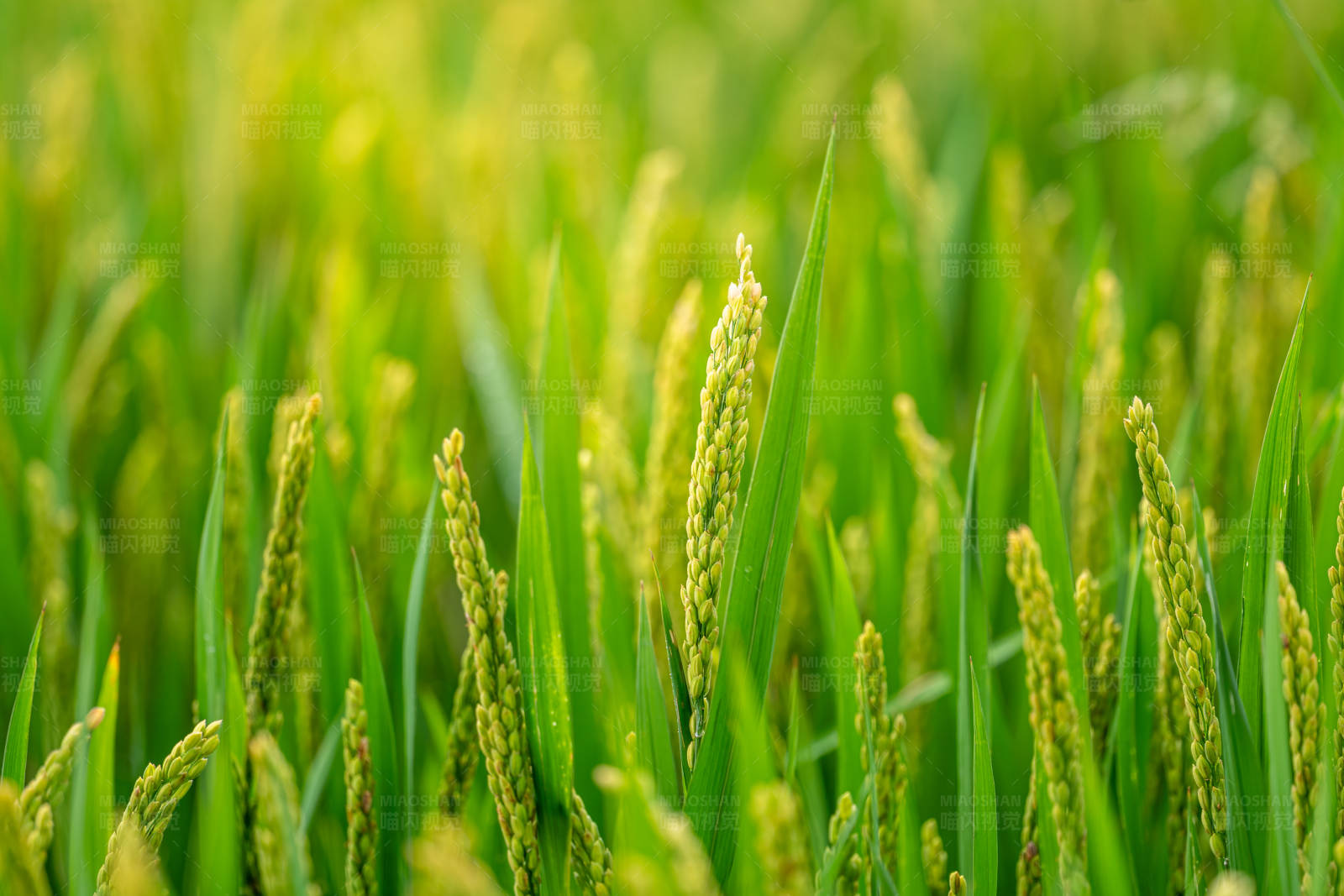 稻田丰收景象图片