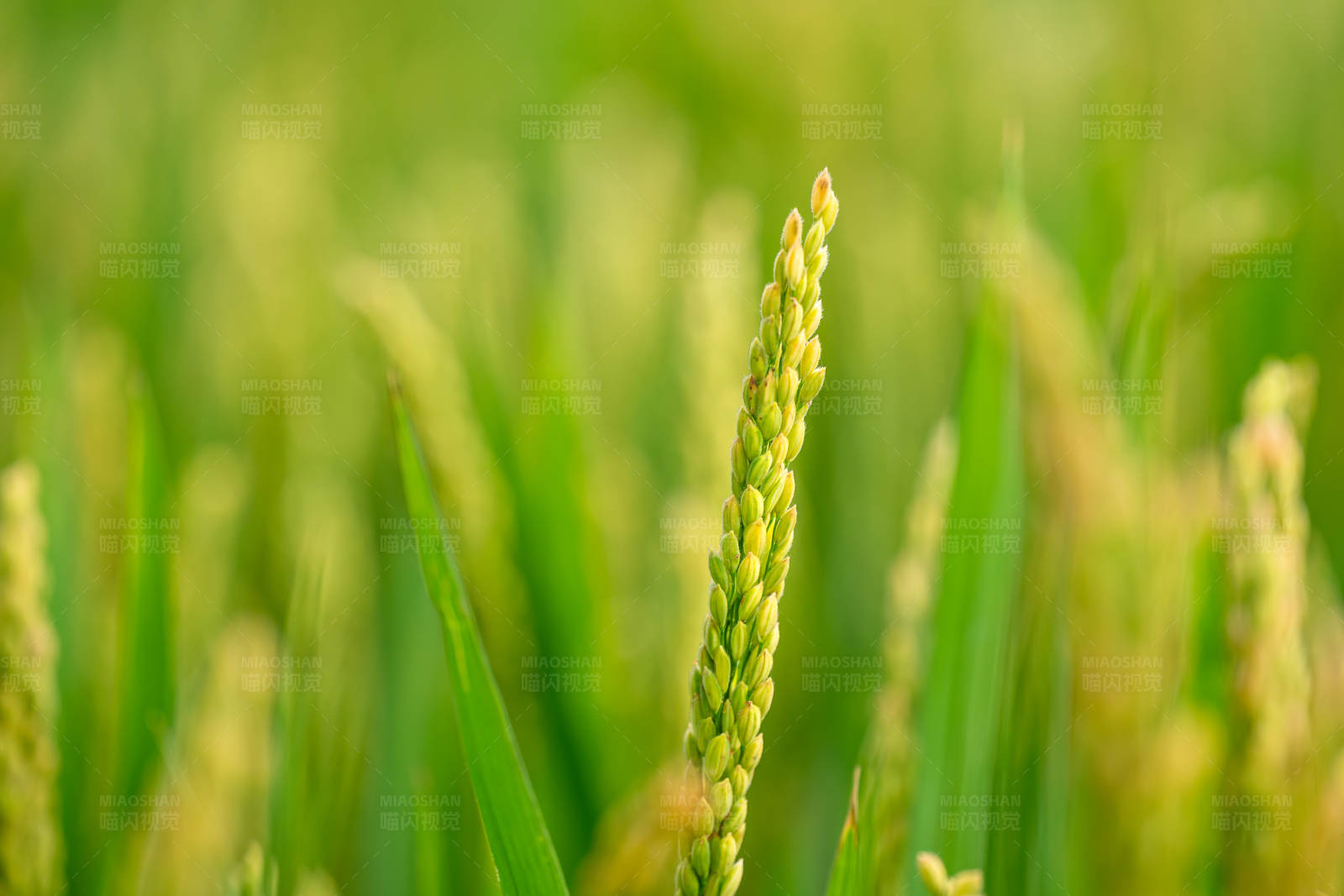 稻田里的希望图片