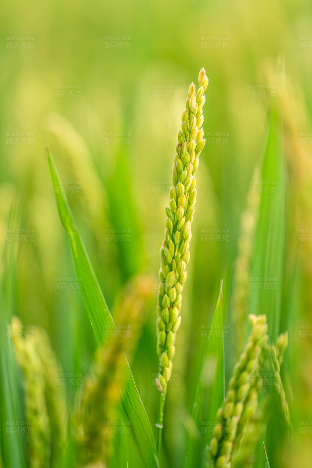 稻田里的绿色稻穗图片