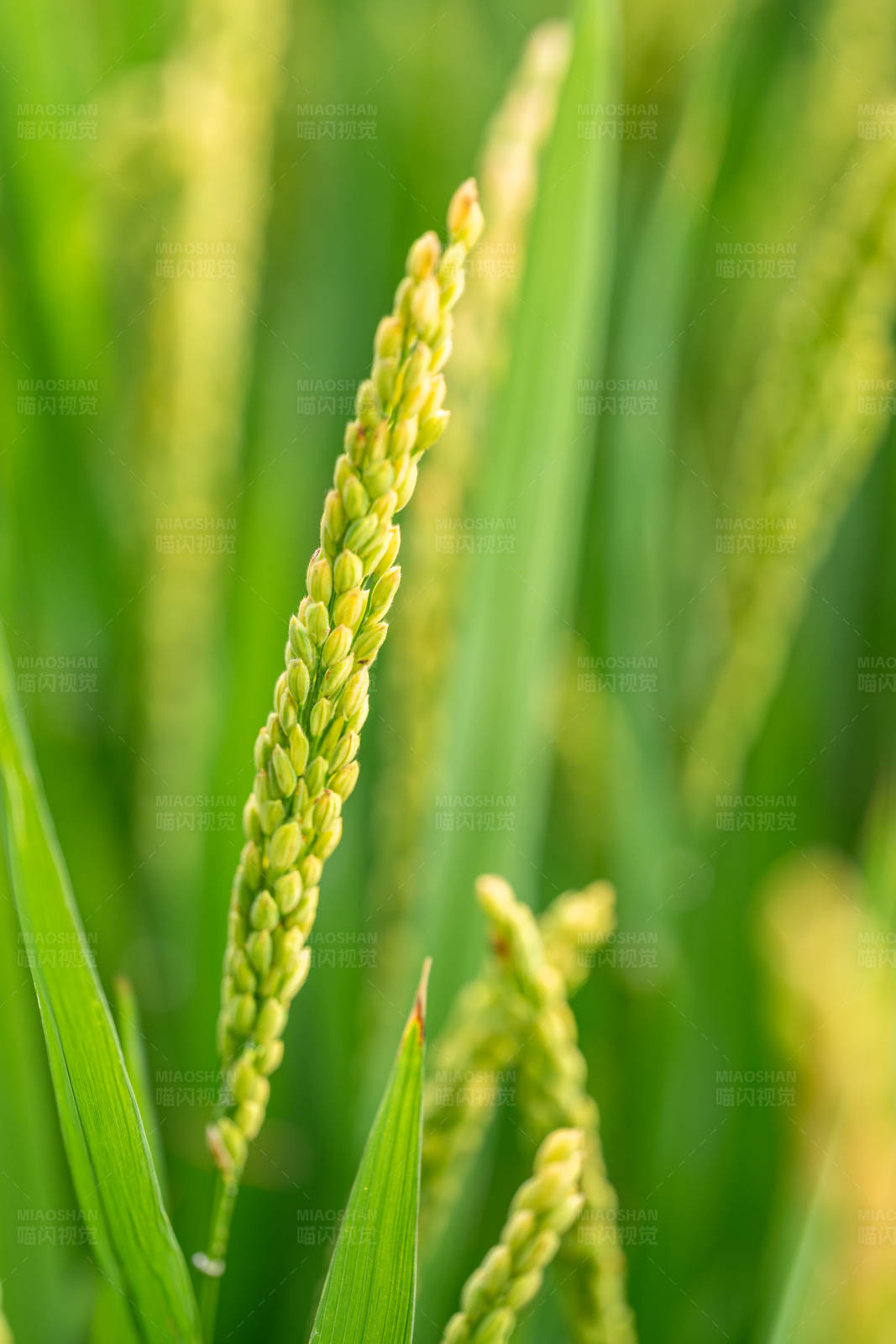 稻谷丰收季图片