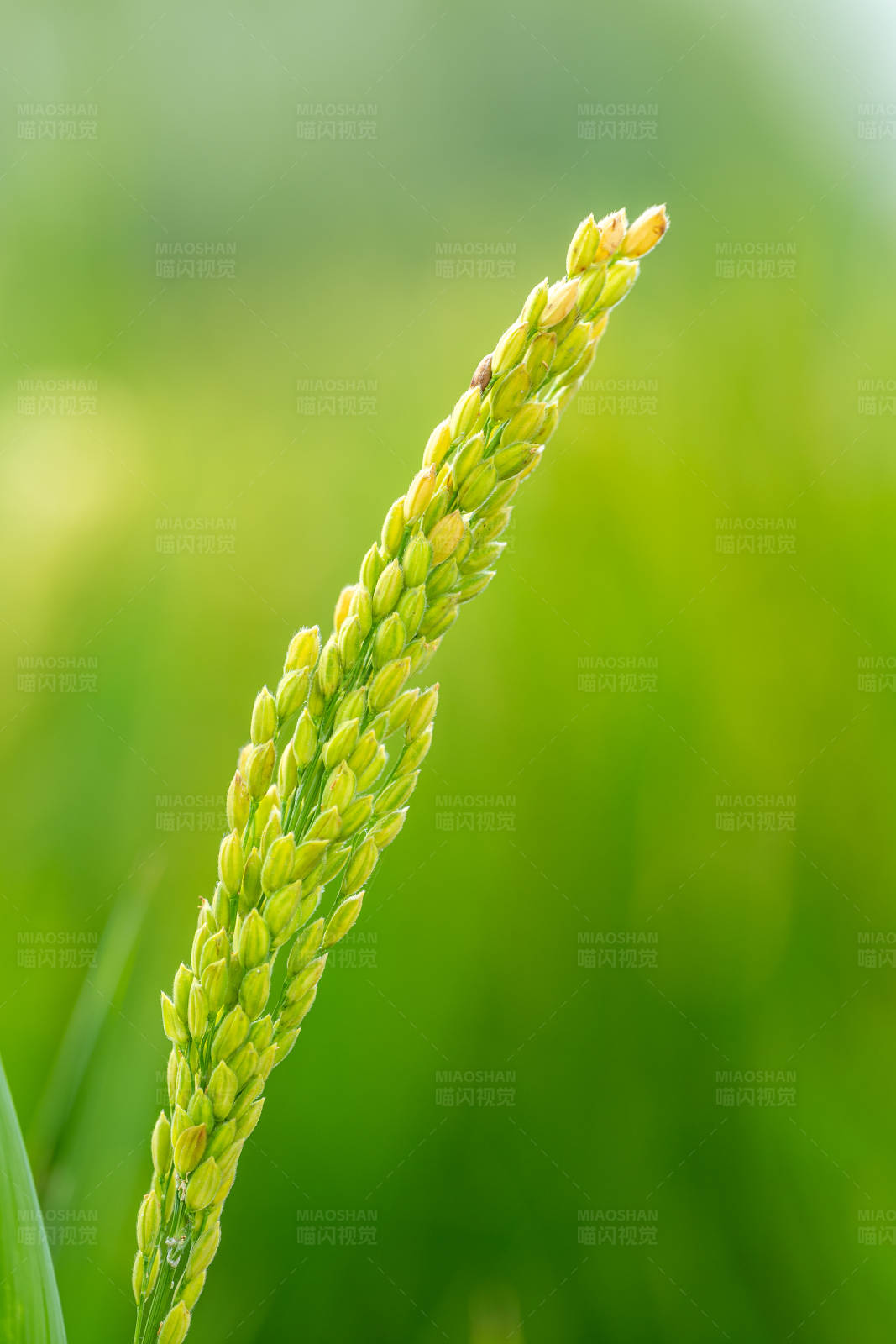 稻穗特写图片