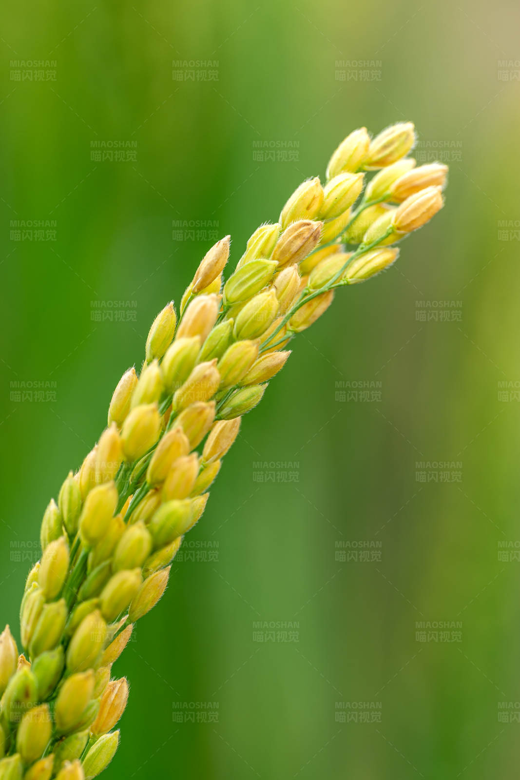 稻穗特写图片