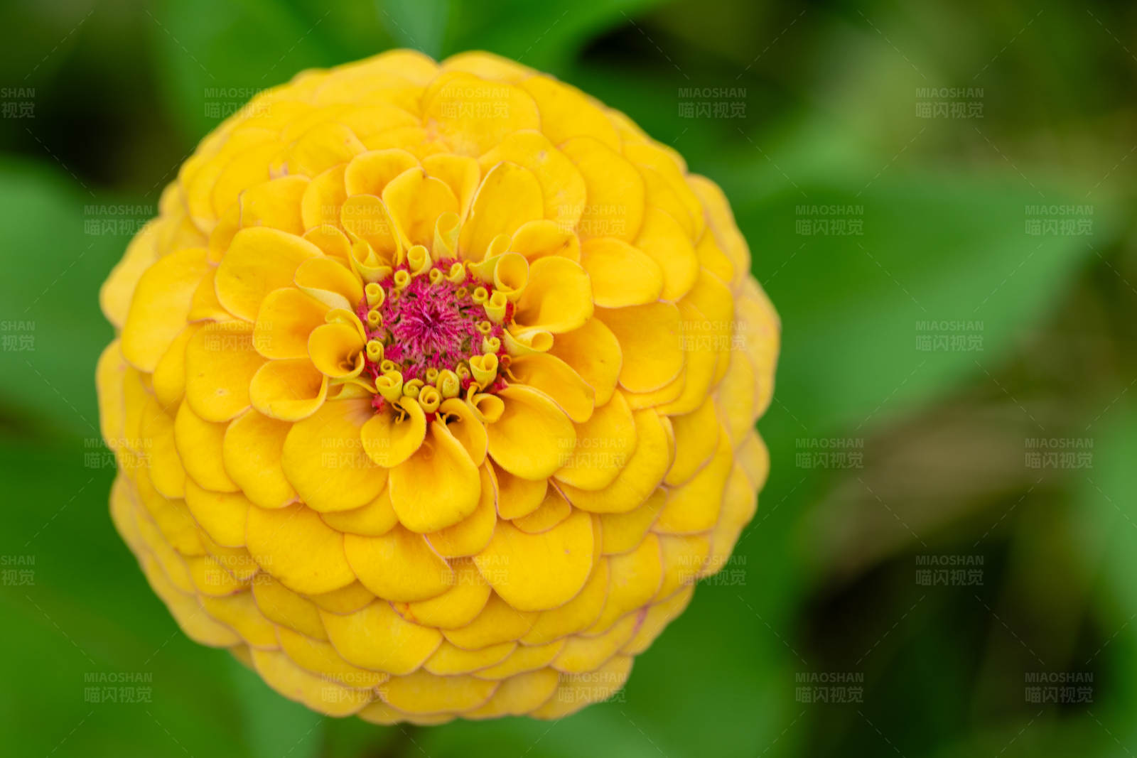 黄色花朵特写图片