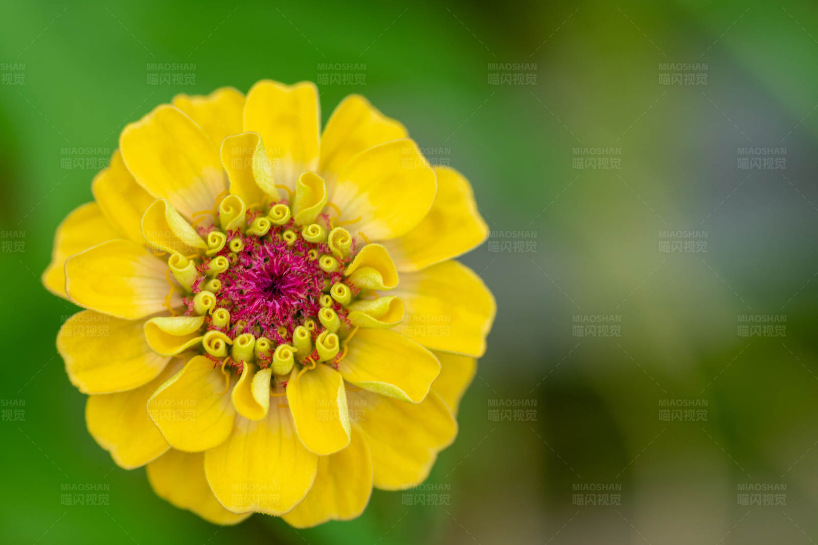 黄色花朵特写图片