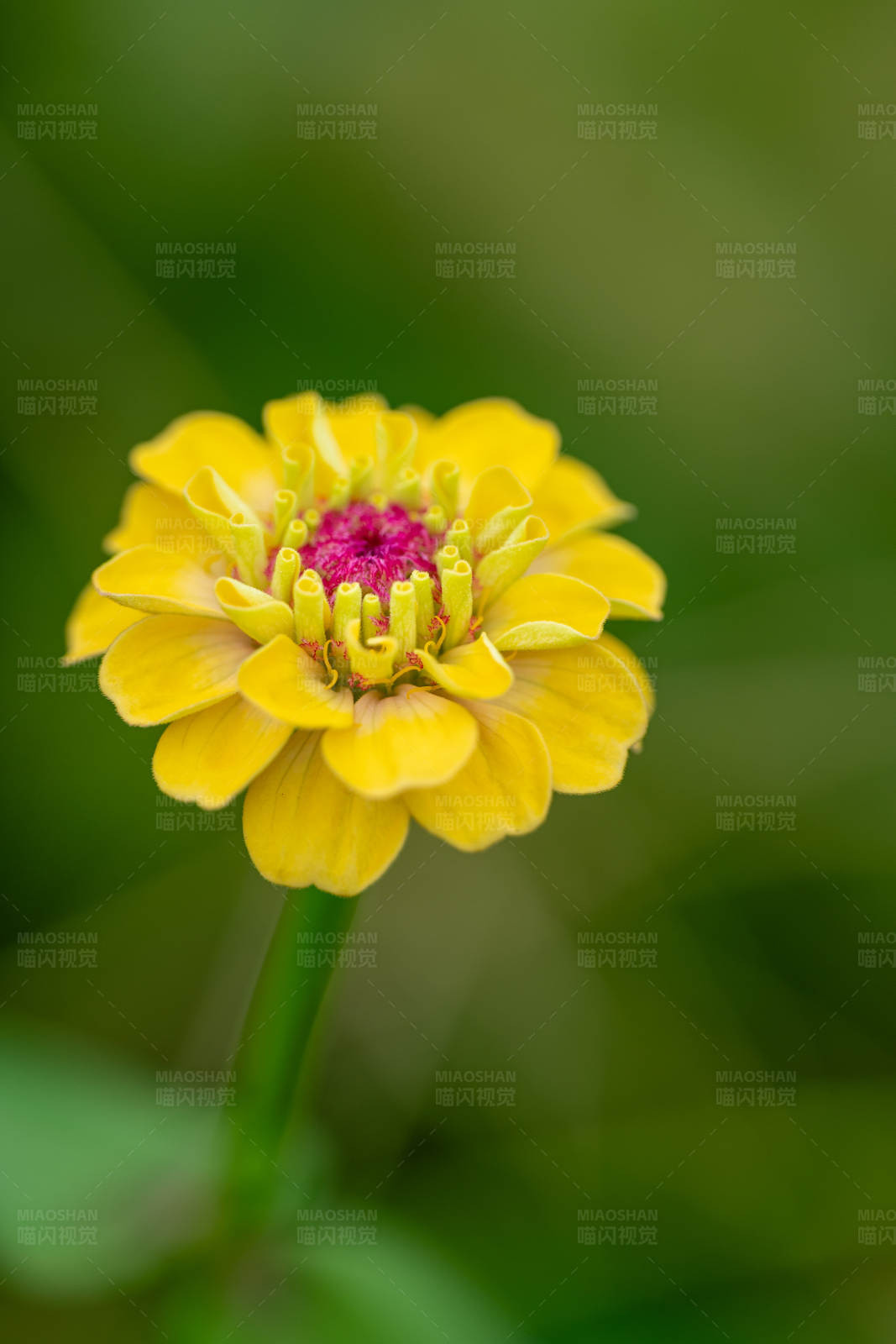 黄色花朵特写图片