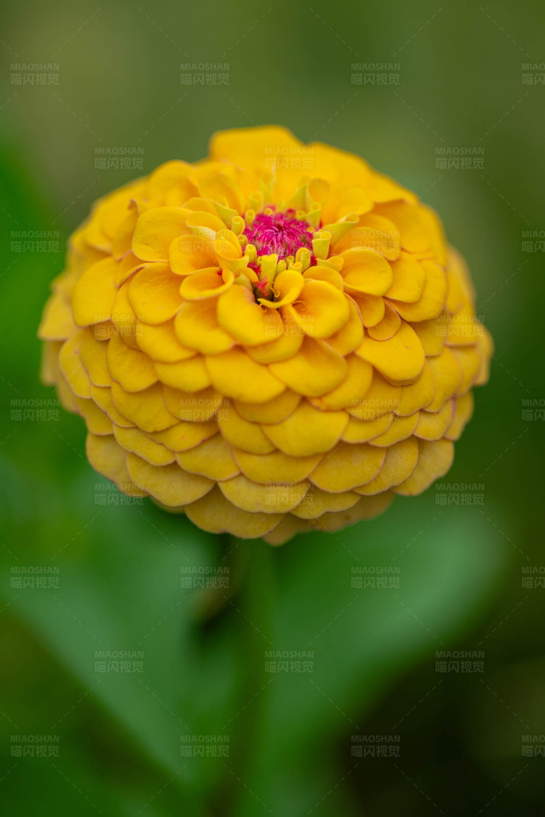 黄色花朵特写图片