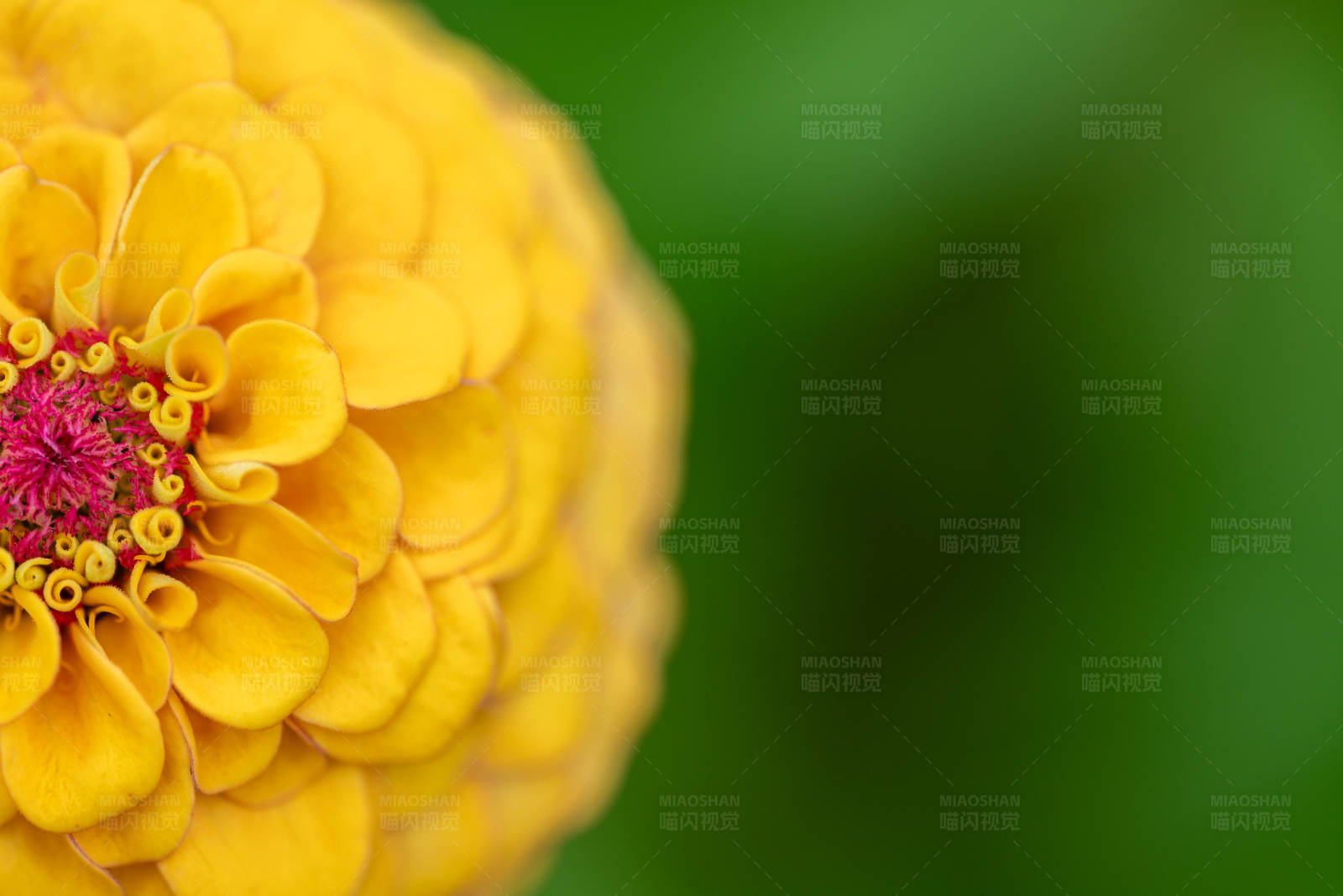 黄色花朵特写图片