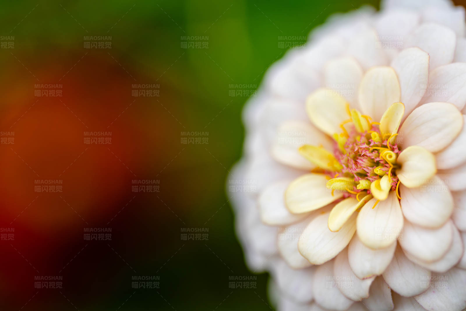 白色花朵的特写镜头图片