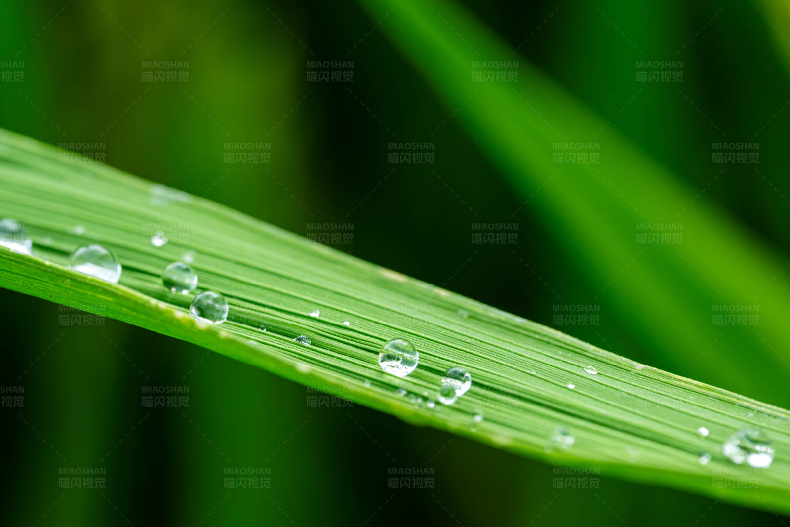 草叶上的露珠图片