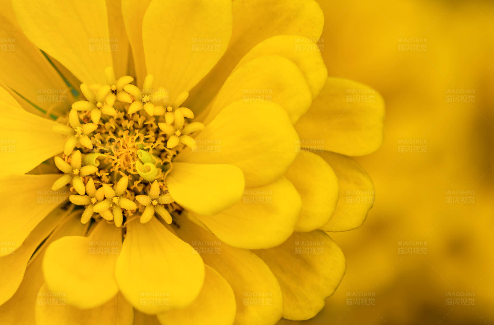金黄色花朵特写图片