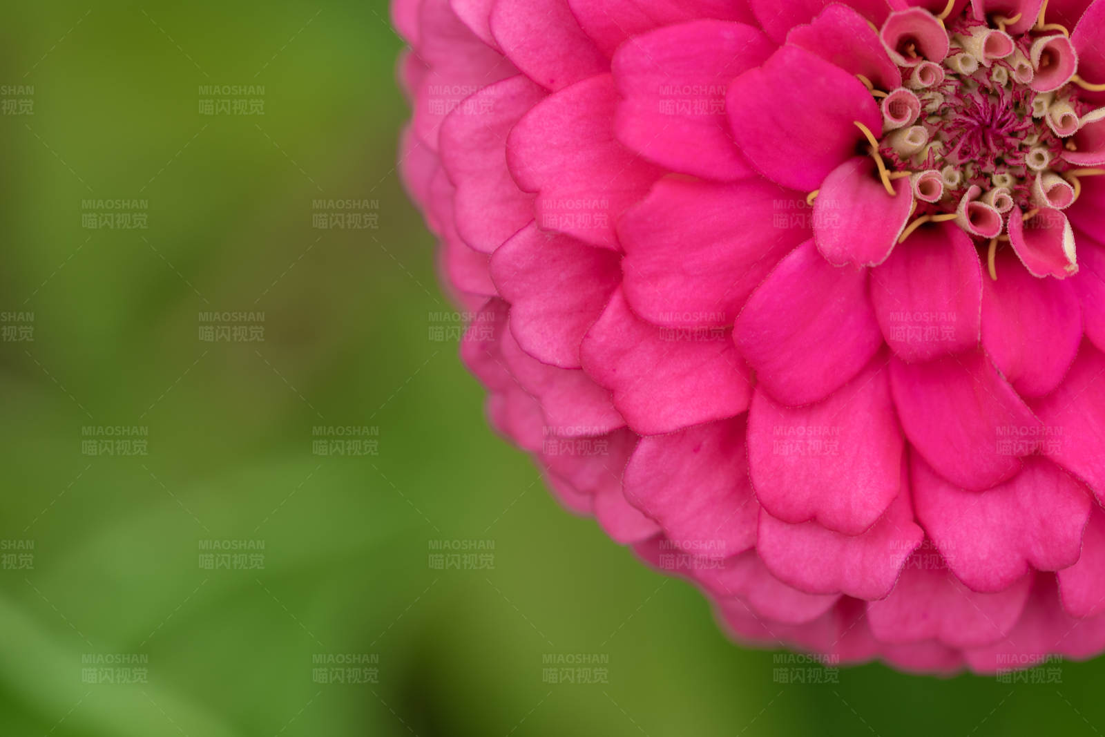粉色花朵特写图片