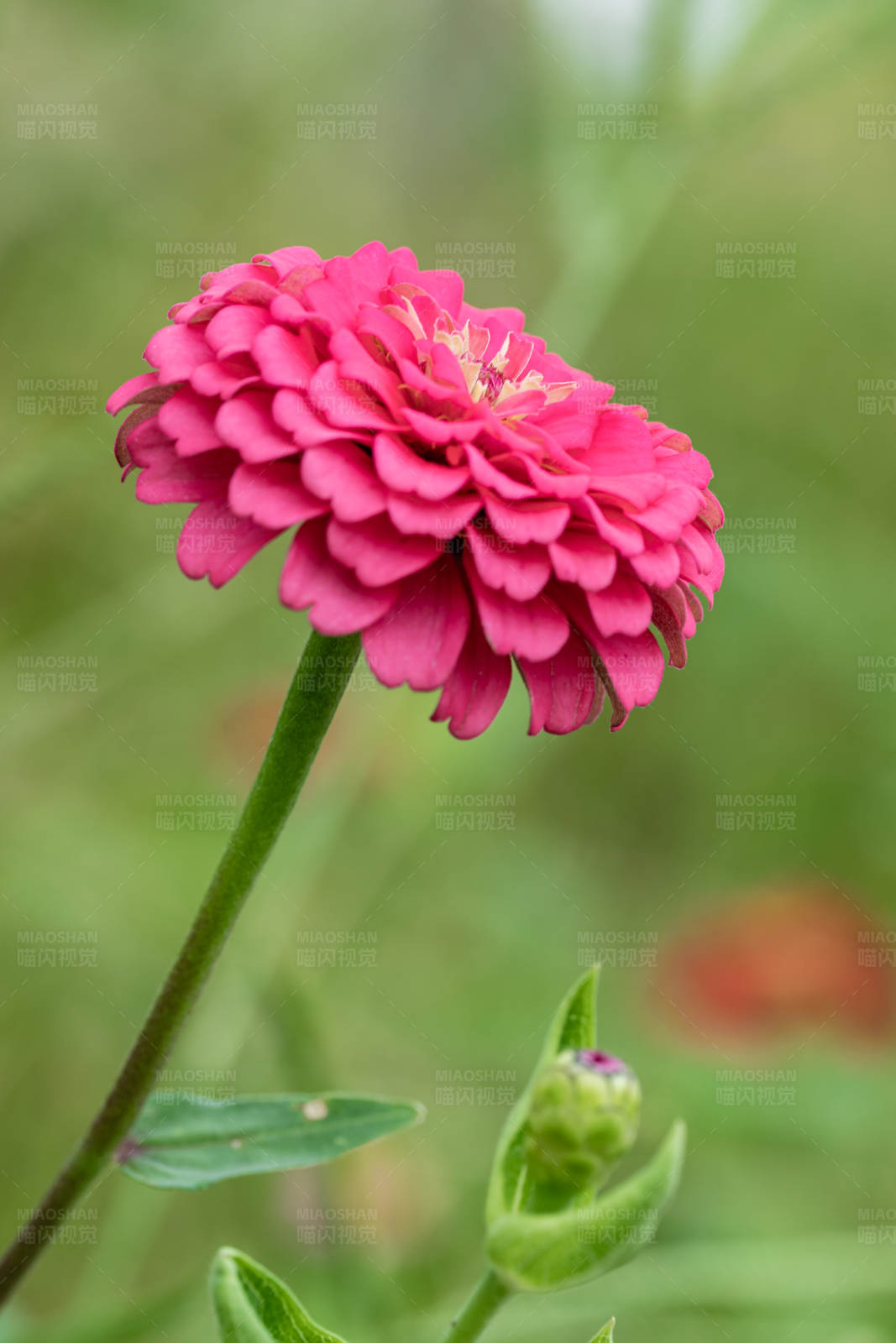 粉色花朵绽放图片