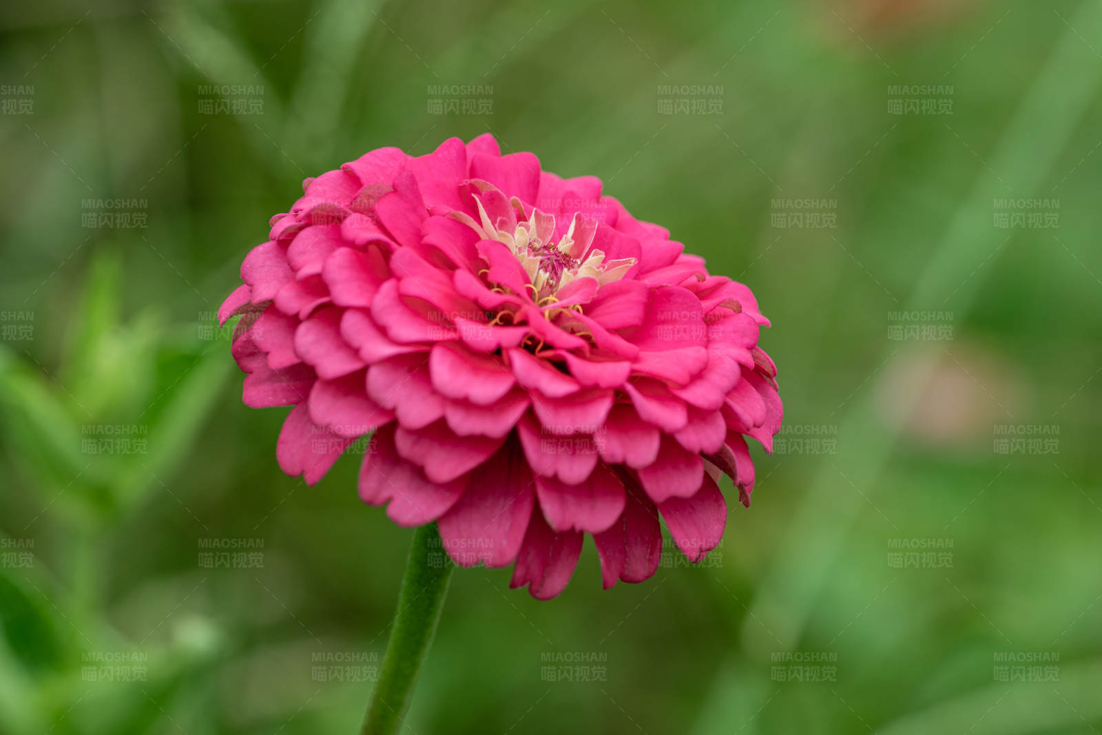 粉红花朵特写图片