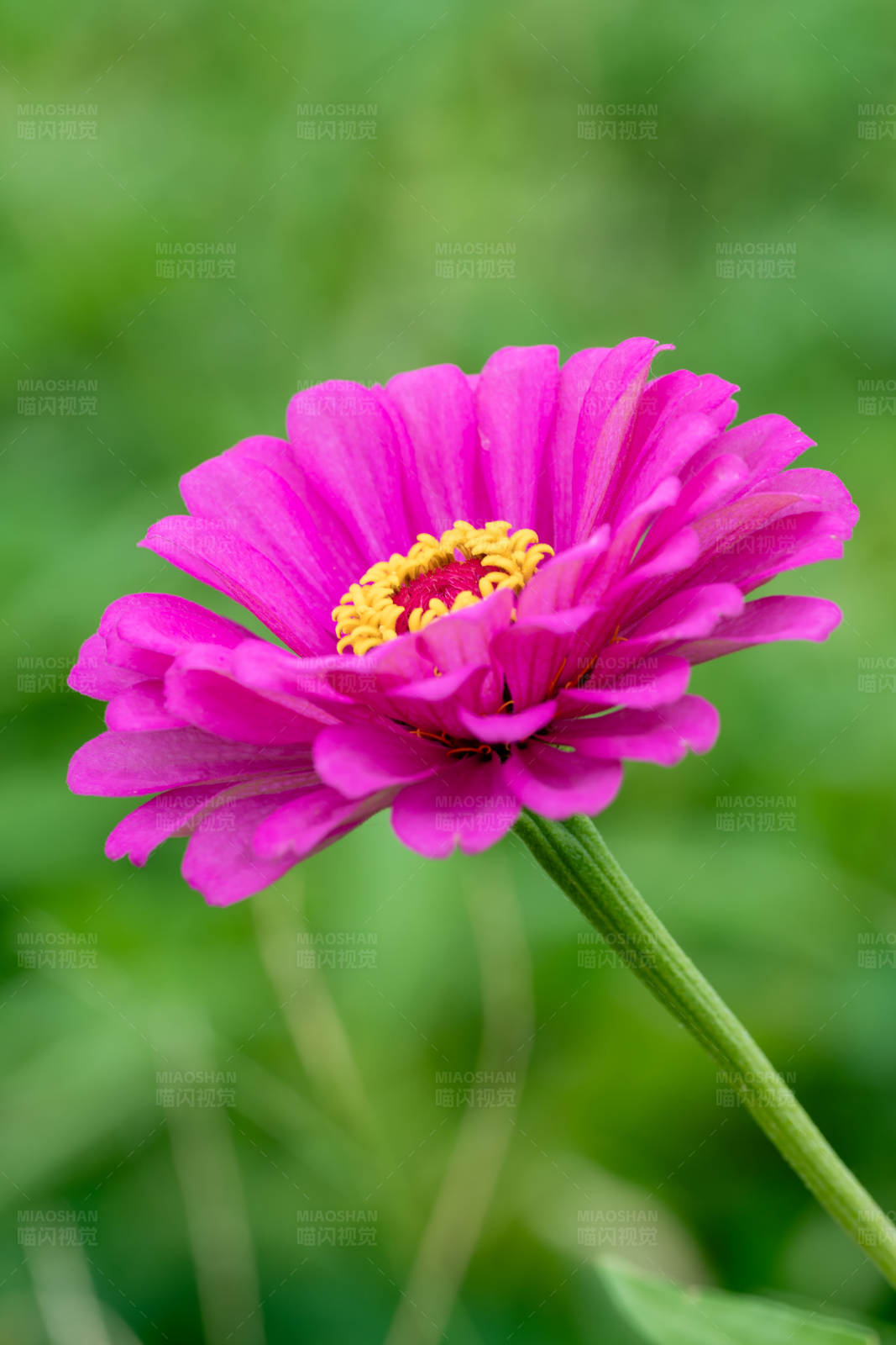 粉色花朵绽放图片