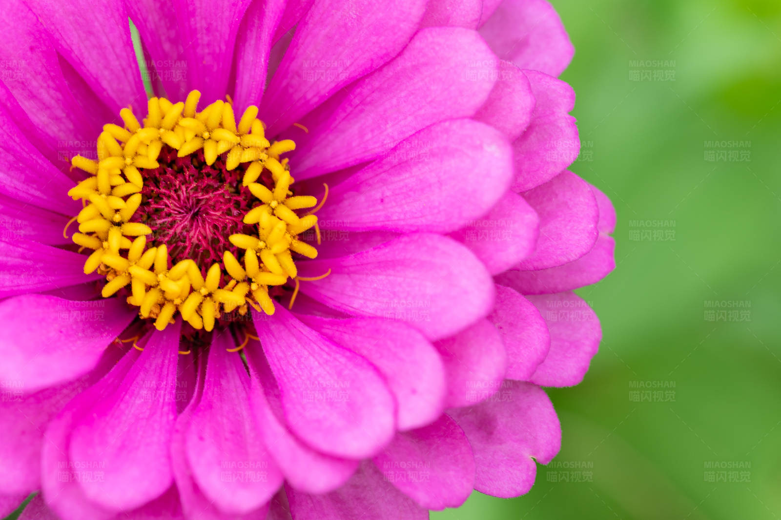 粉色花朵特写图片