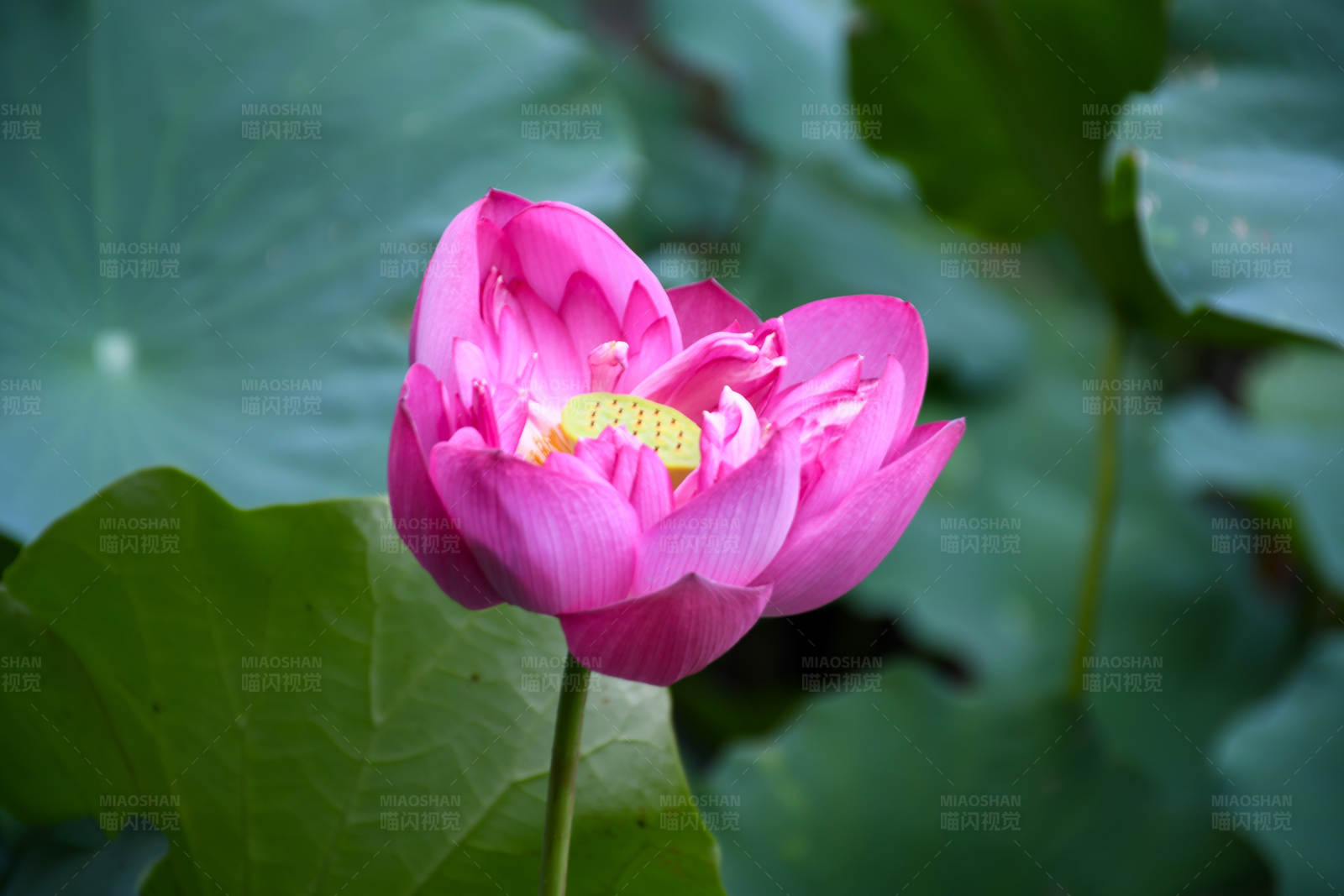 粉红莲花绽放图片