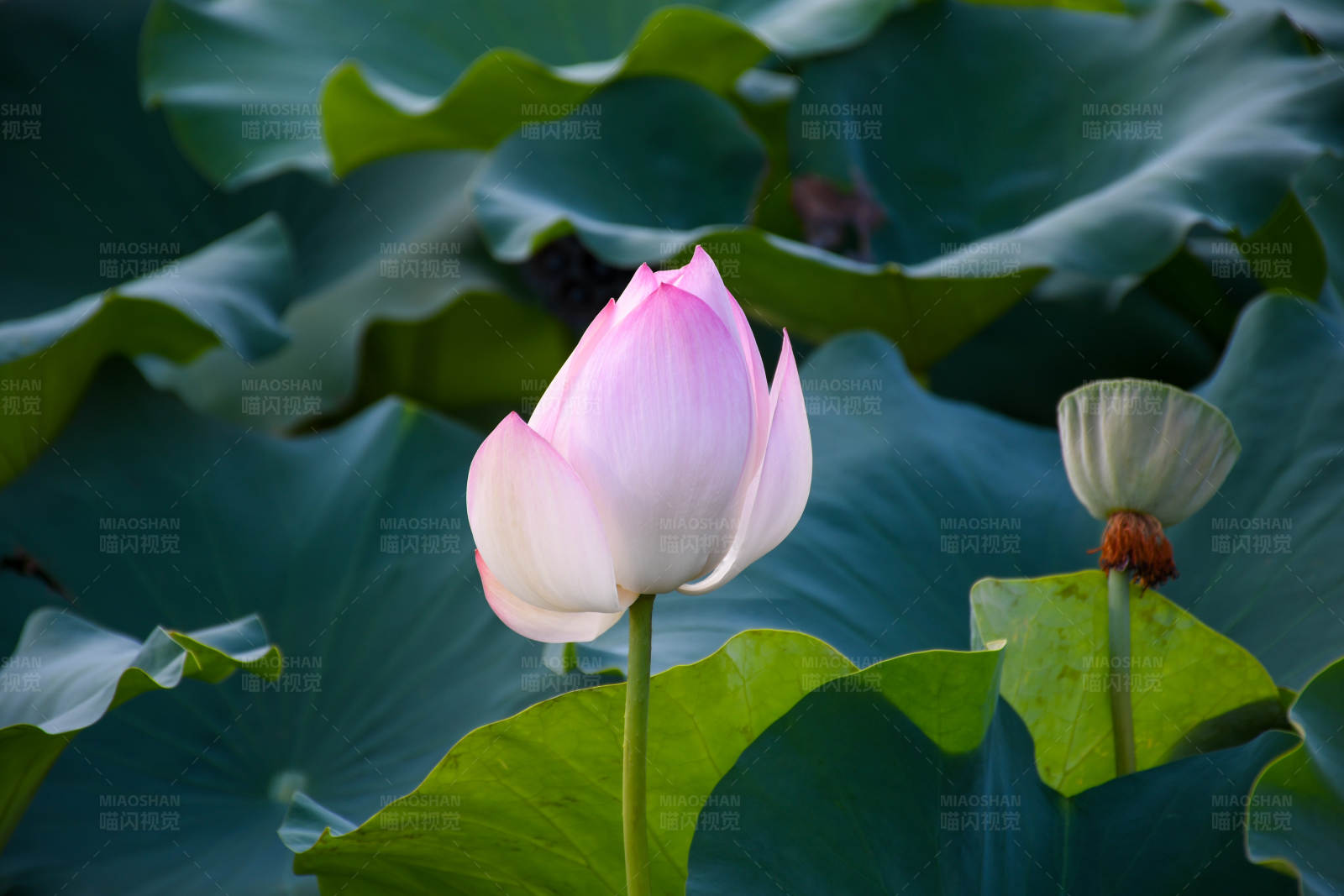 池塘中的粉红莲花图片