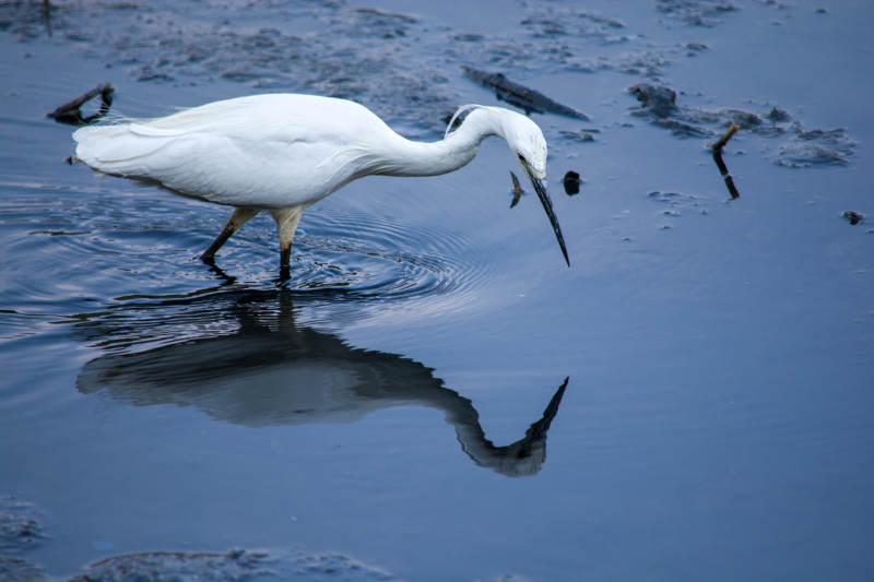 白鹭水中觅食图片