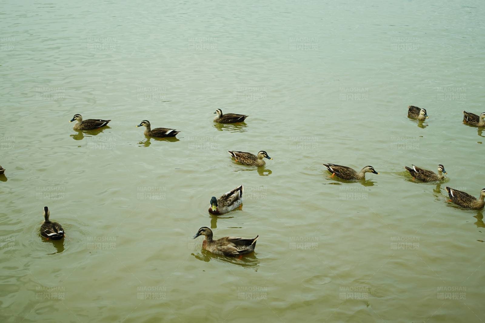 湖面鸭子游图片