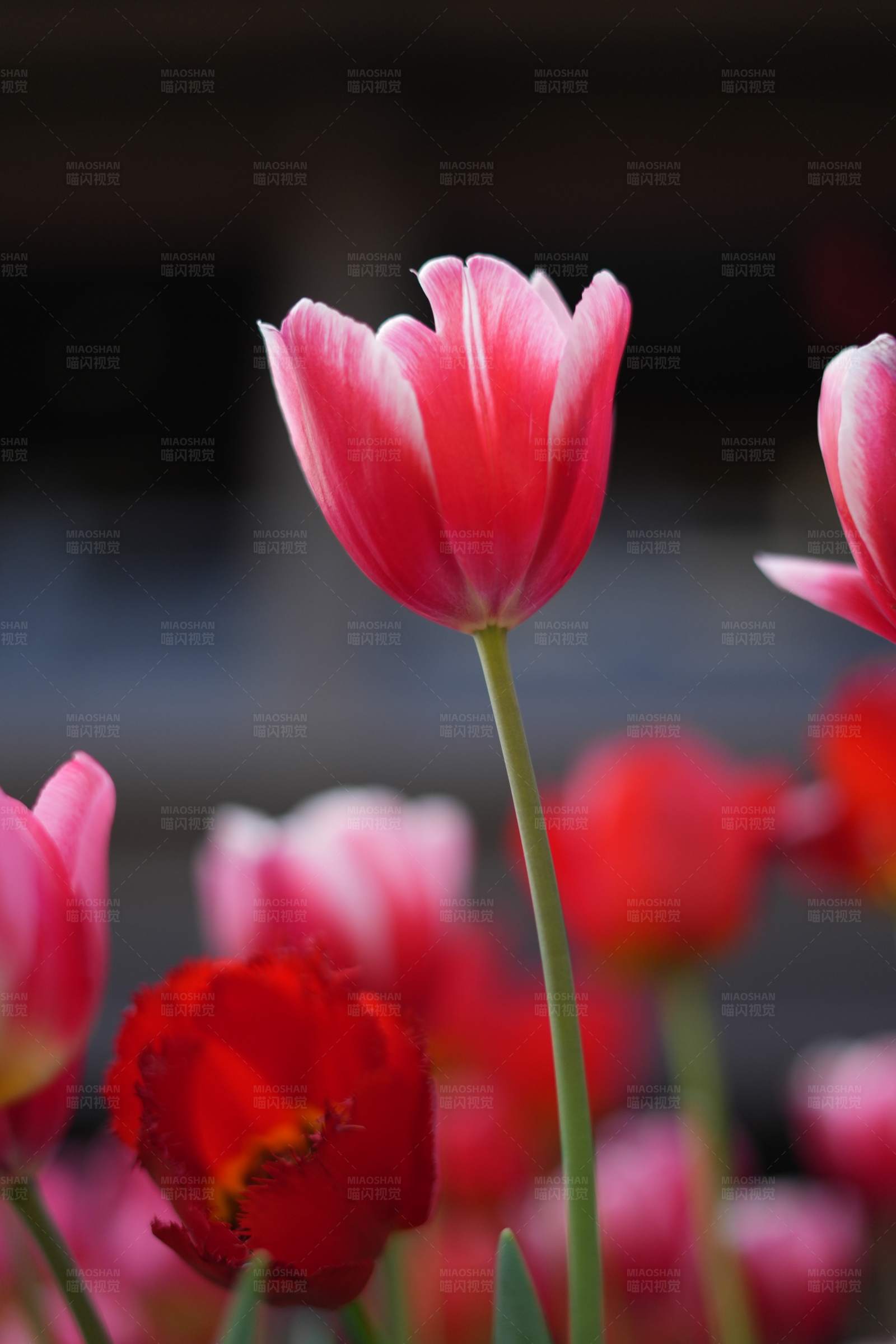 粉色郁金香的春天图片