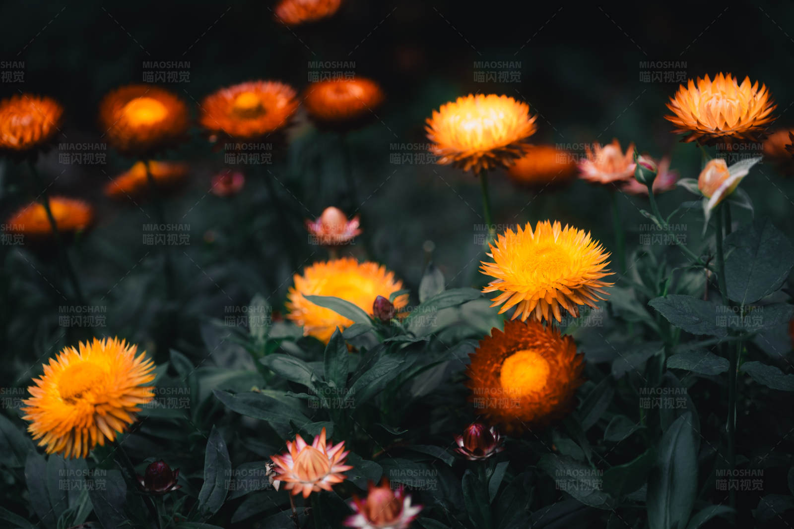 夜色中的金色花朵图片