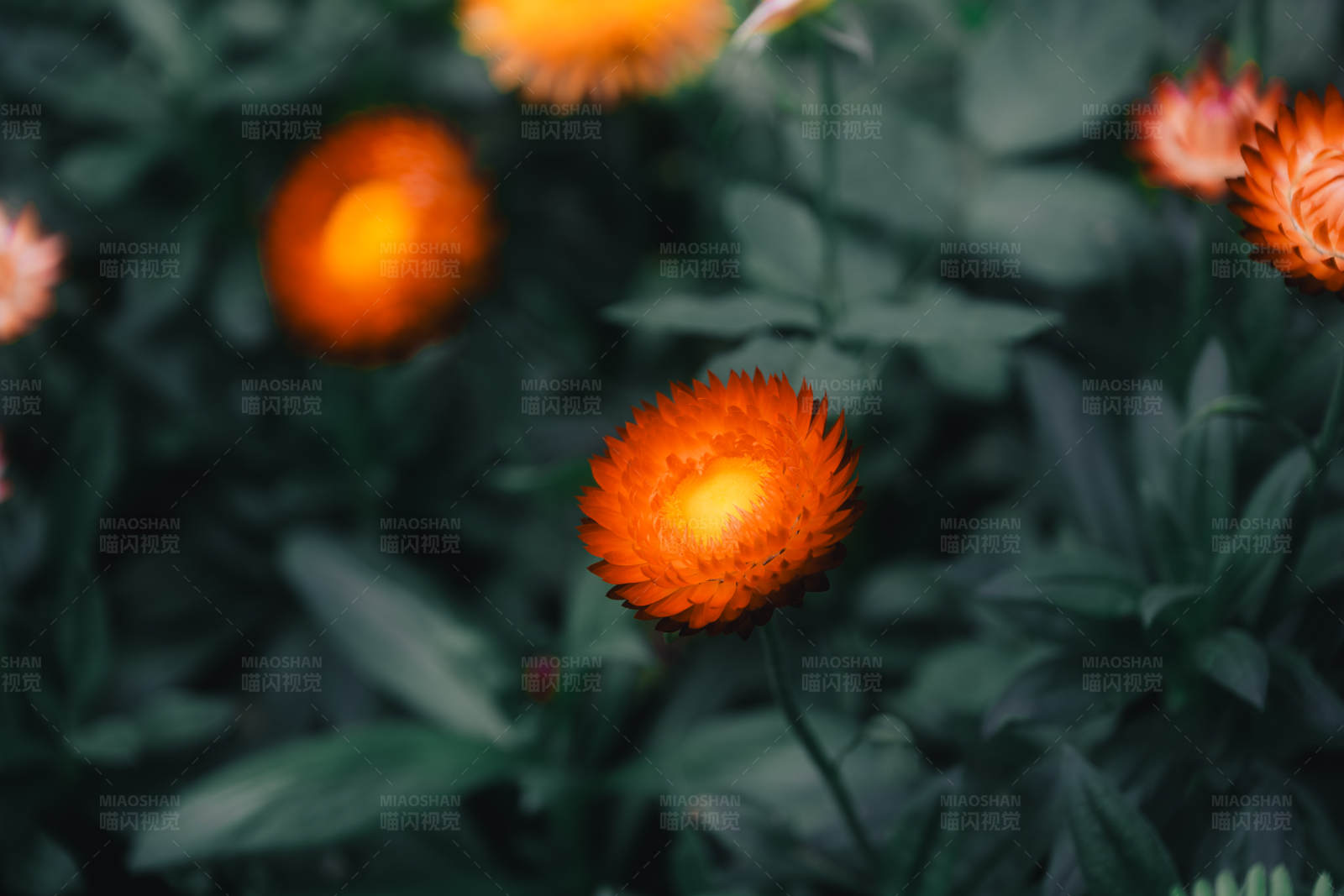 橙色花朵在绿叶中图片