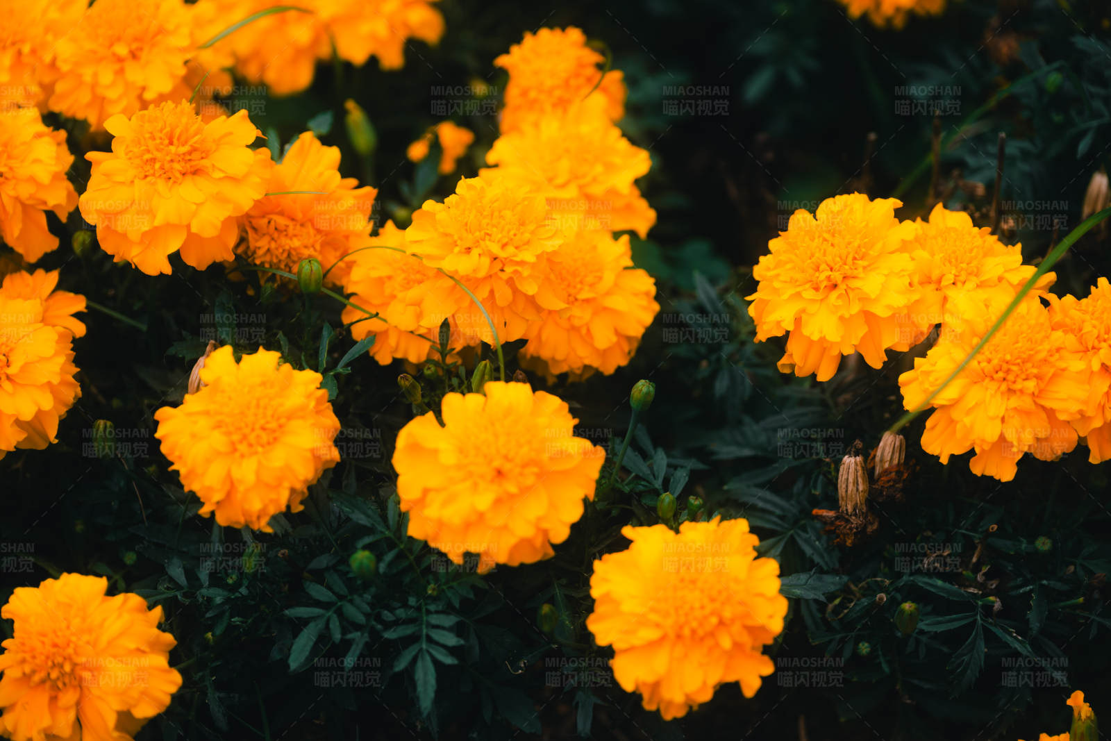 金黄色花朵盛开图片