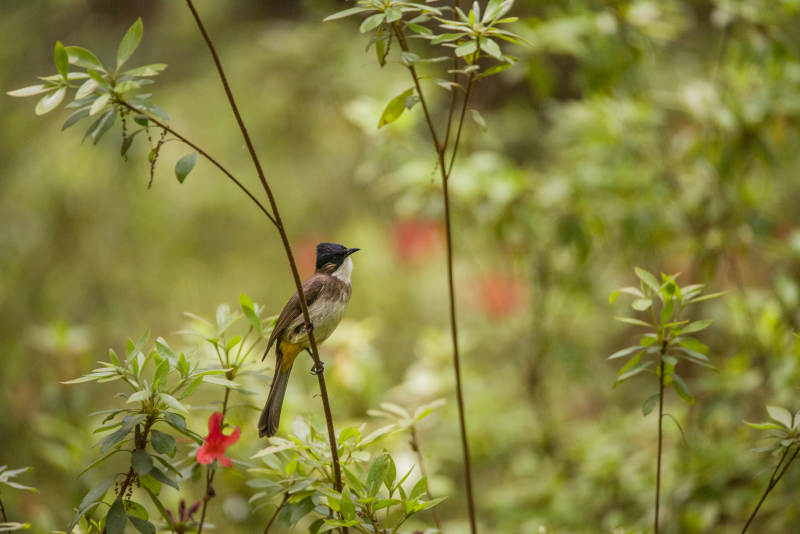 小鸟栖息在绿叶间图片