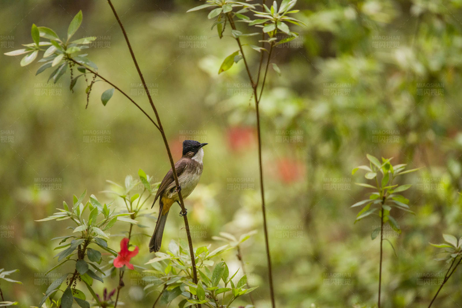 小鸟栖息在绿叶间图片