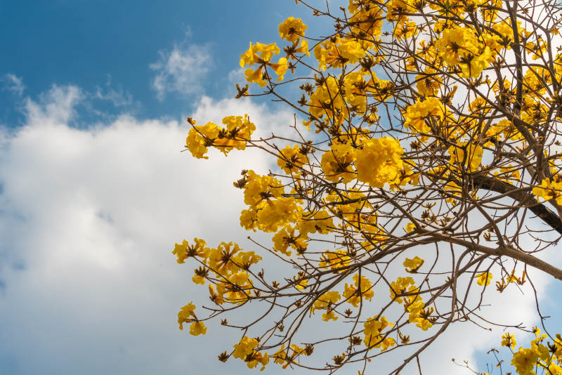蓝天映衬下广州磨碟沙公园的黄花风铃花簇图片