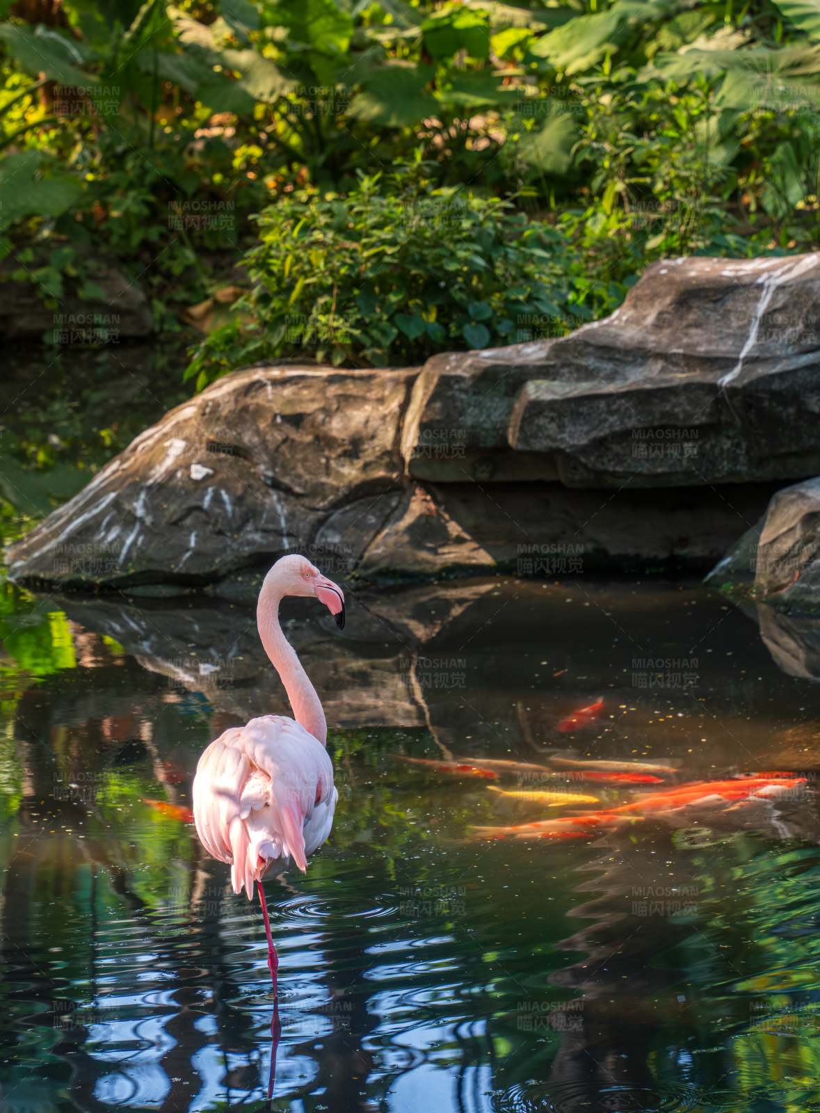 湖畔粉红火烈鸟图片