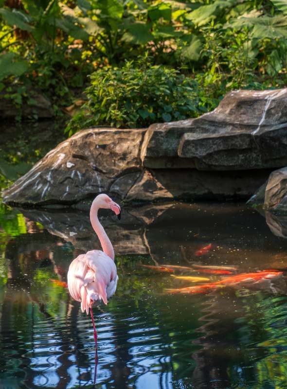 湖畔粉红火烈鸟图片