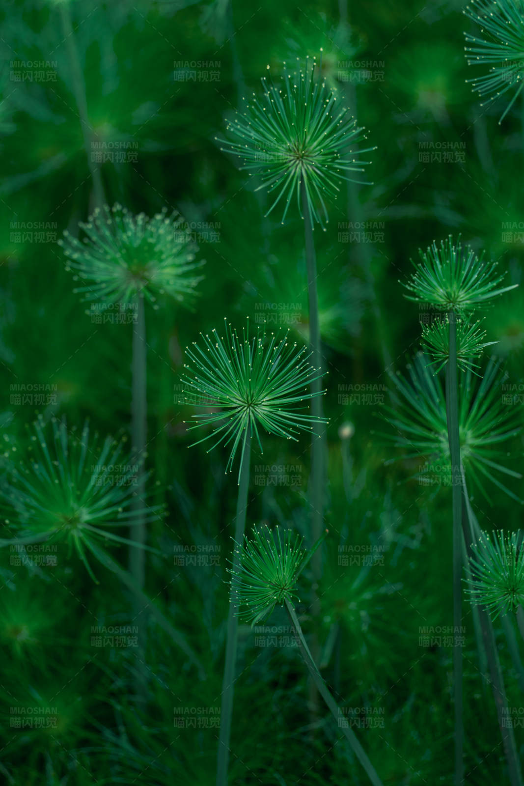 绿色植物的美丽姿态图片