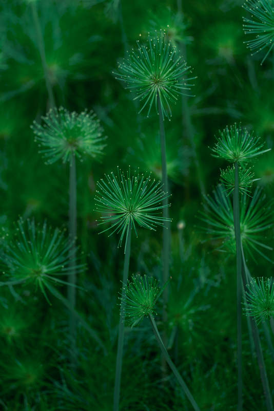 绿色植物的美丽姿态图片