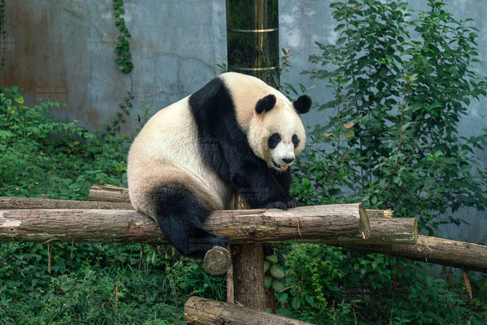 大熊猫悠闲坐姿图片