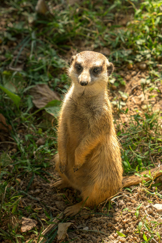 警觉的狐獴站立在草地上图片