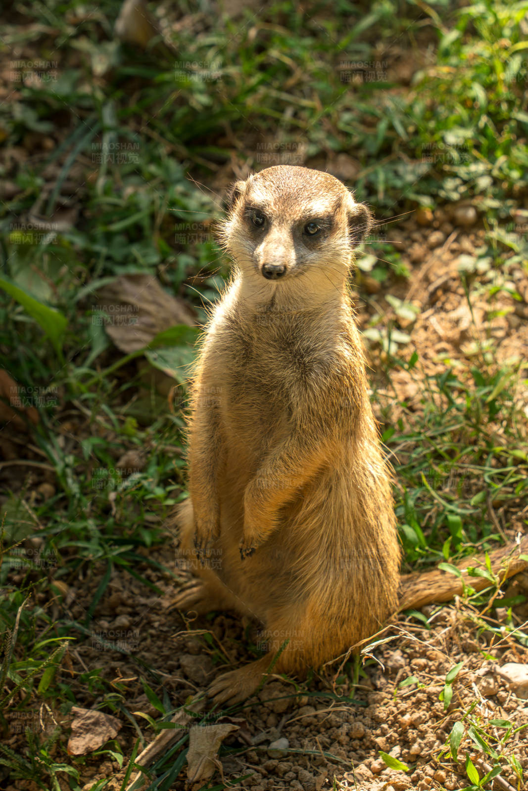 警觉的狐獴站立在草地上图片