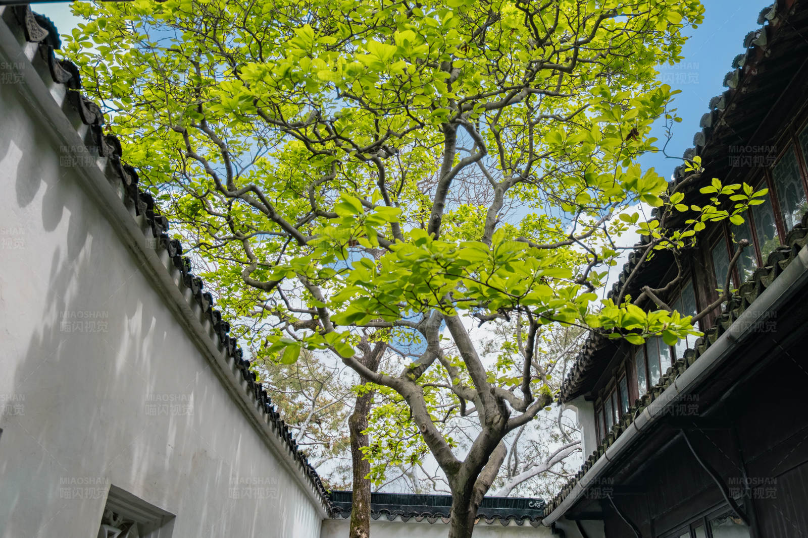 古巷春树图片