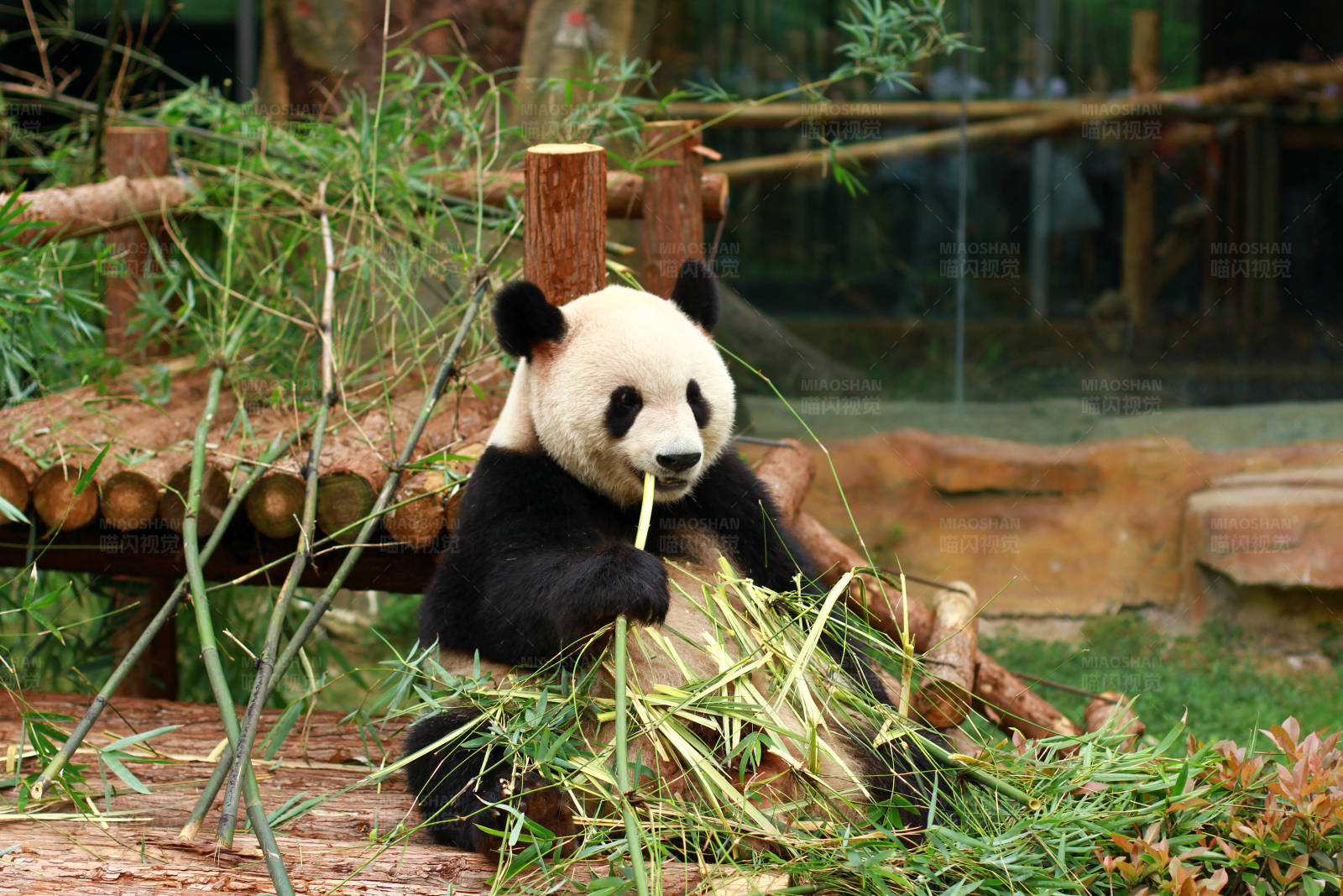 熊猫享受美食时光图片