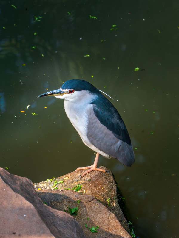 岩石上的夜鹭图片