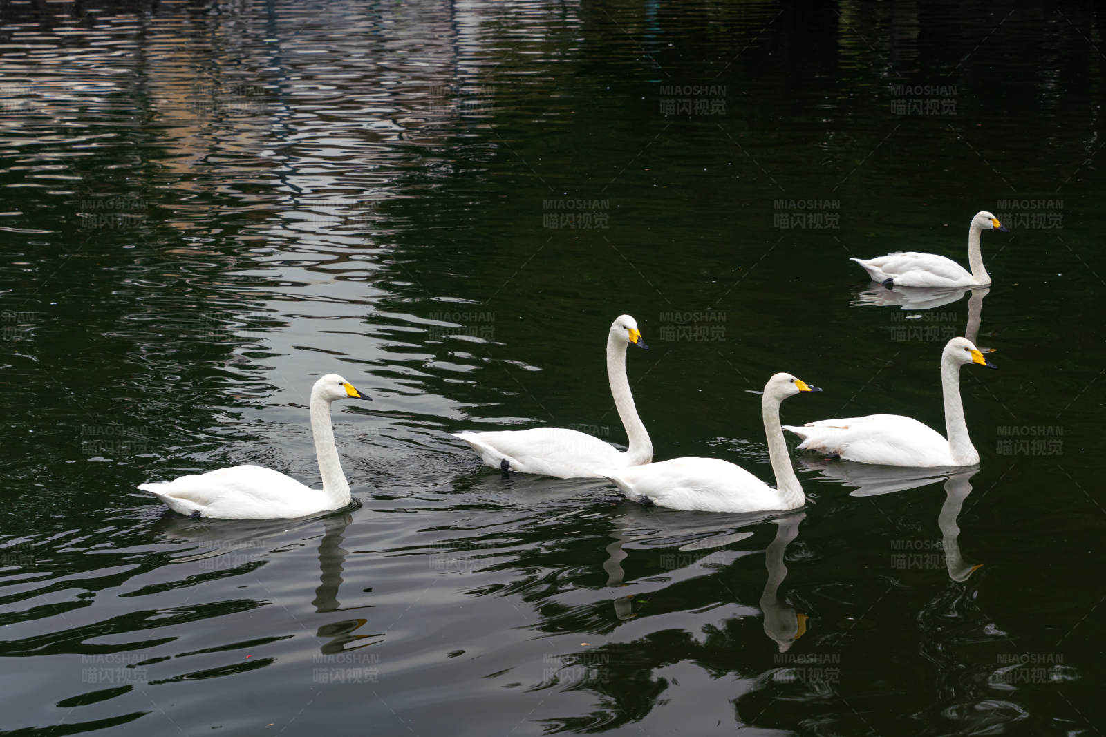 湖中游弋的白天鹅图片