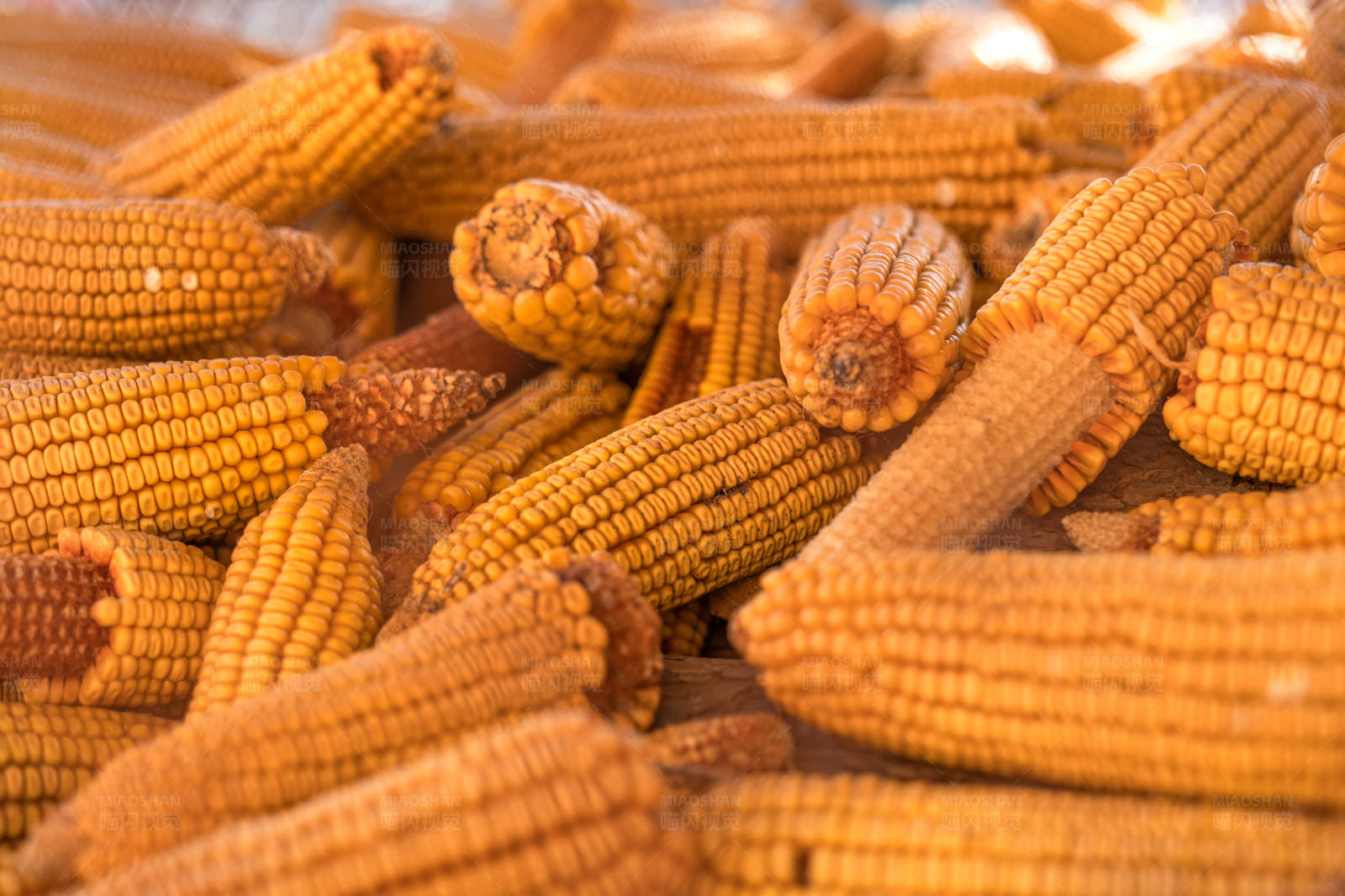 丰收的玉米图片